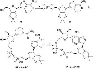 Synthesis of cAcetDPR. Reagents and conditions: (a) POCl3, TEP, 0 °C, 1.5 h then ice/water. (b) β-NMN+, DCC, 7 days, rt. (c) Aplysiacyclase, 25 mM HEPES (pH 6.8), rt.