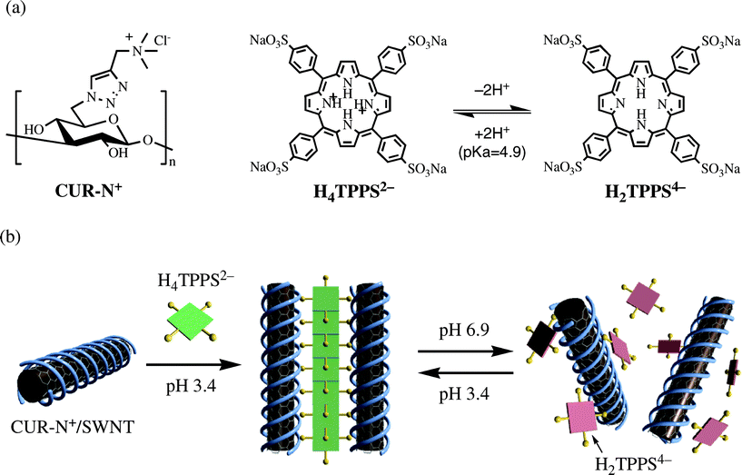 (a) Structures of CUR-N+ and the diacid (H4TPPS2−) and free-base (H2TPPS4−) forms of the tetrakis(4-sulfonatophenyl)porphyrin, and (b) schematic illustration of the present concept.