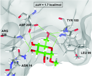 
            QM/MM structure of the ConA·9 complex. All immediate residues form hydrogen-bonds with the methyl α-d-glucoside are displayed as thin green lines.