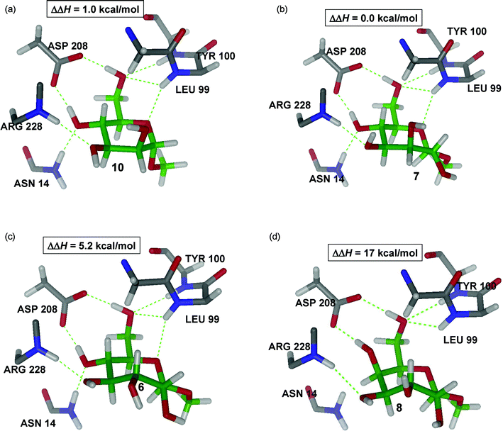 
            QM/MM structures of complex ConA with ligands 6, 7, 8, and 10 showing the main interactions with the protein.