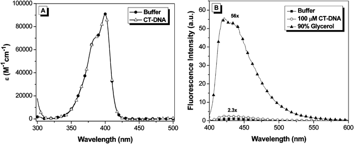 
            A. UV-vis spectra of OTB-SO3 in 10 mM sodium phosphate buffer, 100 mM NaCl (pH 7) and in the presence of 100 μM calf thymus DNA. B. Fluorescence spectra of OTB-SO3 in 10 mM sodium phosphate buffer (pH 7) with 100 mM NaCl, in the presence of 100 μM base pairs calf thymus DNA or in 90% glycerol. Samples were excited at 380 nm.