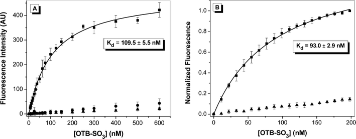 
            Fluorescence titration of OTB-SO3 into (A) yeast surface-displayed A5 or (B) soluble A5. Samples were fit to a one-site binding equation. For A, dye was titrated into 107cells expressing scFvs (squares), cells not expressing scFvs (circles), or buffer (triangles). Samples were excited at 401 nm. For B, dye was titrated into 50 nM protein (squares) or buffer (triangles), and samples were excited at 380 nm and normalized to the fluorescence maximum.