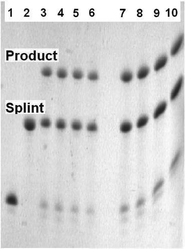 Templated type II Diels–Alder reaction to ligate two ODNs. Lane 1) 5′-furan-labelled FO6. 2) complementary template (splint) TO7. Lanes 3–6: Templated reaction to assemble ligated LO8 in 10 mM phosphate, 0.2 M NaCl, pH 6.2 buffer: 3) 1 min, 4) 15 min, 5) 30 min, 6) 1 h. Lanes 7–10: Templated reaction to assemble ligated LO8 in 10 mM phosphate, 0.2 M NaCl, pH 7.0 buffer: 7) 1 min, 8) 15 min, 9) 30 min, 10) 1 h. All ODN concentrations are 60 μmolar. Analysis by 20% denaturing polyacrylamide gel.