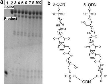 a: Type III Diels–Alder reaction to simultaneously ligate three ODNs (3′-maleimide MO5 + 5′-furan-3′-furan FFO10 + 5′-maleimide MO1). Lane 1) dual-furan-labelled FFO10. 2) Complementary template TO11. Lanes 3–6: Ligation reaction without pre-annealing of FFO10 to TO11, 3) 1 min, 4) 15 min, 5) 30 min, 6) 1 h. Lanes 7–10: Ligation reaction after heating FFO10 with TO11 at 80 °C for 5 min then cooling to RT over 2 h: 7) 1 min, 8) 15 min, 9) 30 min, 10) 1 h. All reactions carried out in 10 mM phosphate, 0.2 M NaCl, pH 6.2 buffer. All ODN concentrations are 20 μmolar. Analysis by 20% denaturing polyacrylamide gel. b: Chemical structures at ligation points.