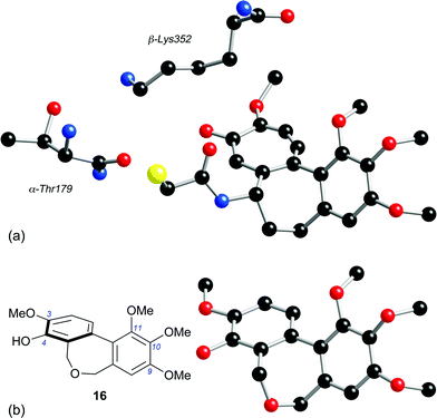 (a) The tubulin-binding conformation of DAMA-colchicine 73, extracted from the crystal structure of the DAMA-colchicine/tubulin:RB3 conjugate (ref. 24), together with the nearby β-Lys352 and α-Thr179 residues (numbering system from ref. 24). (b) The energy-minimised structure of dibenzoxepine 16 (MacroModel 8, MM3 force field).