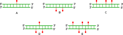 Duplex types measured for thermal stability. Sequences of single strands are 5′-GXG AXA XGC-3′ and the complementary 5′-GCAXAX CAC-3′ where X = DNA-T, LNA-T, 2′-amino-LNA-T or 2′-N-glycylamino-LNA-T (these monomers are shown as droplets).