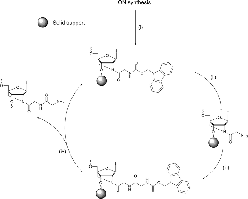 (i) 20% v/v DEA in MeCN, 10 mL, 5 min, rt, (ii) 20% v/v piperidine in DMF, 1.0 mL, rt, 20 min, (iii) N-(Fmoc)-amino acid, DMF, HATU, DIPEA, rt, 3 h, (iv) 28–30% NH3 in water, 1 mL, 55 °C, 12 h.