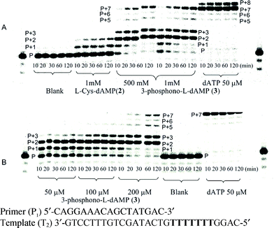 Elongation of the primer of P1T2 (125 nM) by HIV-1 RT with phosphoramidate substrate concentrations and time intervals (min) as indicated, [HIV-1 RT] = 0.025 U μL−1; A: incorporation of 2 and 3, B: incorporation of 3; blank: 125 nM primer/template (P1T2), [HIV-1 RT] = 0.025 U μL−1 and no nucleotide substrate, dATP (50 μM) is used as reference.