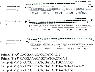 Single incorporation by HIV-1 RT with phosphoramidate substrate concentrations and time intervals (min) as indicated, [HIV-1 RT] = 0.025 U μL−1; A: incorporation of 6 with P1T3, dGTP (10 μM) is used as reference; B: incorporation of 7 with P2T4, dCTP (50 μM) is used as reference; C: incorporation of 8 with P1T5, dTTP (10 μM) is used as reference.