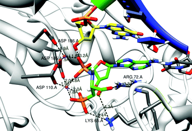 Model structures of 3-phosphono-l-Ala-dAMP in the RT dNTP pocket. The primer strand is drawn with a green ribbon; the template strand has a blue ribbon. The residues Asp 110, 185 and 186 anchor the 2 Mg2+ ions (purple balls). Some distances between charged atoms are indicated. The first nucleic acid of the primer strand (yellow carbons) and the complementary residue to 3-phosphono-l-Ala-dAMP (3) are shown in stick representation. Possible stabilization of the carboxyl function and the phosphonate function in the leaving group by Arg 72 and Lys 65 is indicated. Figures are generated using Chimera.16