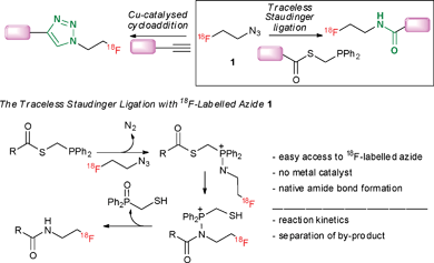 
          18F-labelled azide 1 as a prosthetic group for indirect labelling.