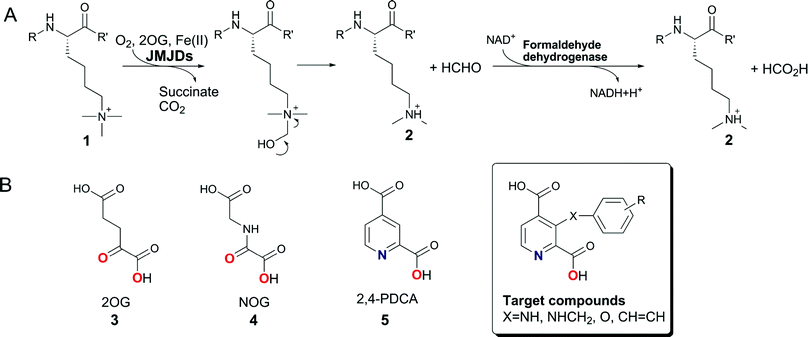 
          A. The Nε-methyl lysine demethylation reaction catalysed by the 2OG-dependent JMJD2 histone demethylases, which preferentially act on tri- and di-Nε-methylated lysines. Demethylation of Nε-trimethyllysyl residues (1) proceeds viahydroxylation to give an unstable hemiaminal intermediate, which collapses spontaneously to release the demethylation product 2. The formation of the by-product formaldehyde can be measured spectrophotometrically using formaldehyde dehydrogenase and NAD+ in a coupled enzymatic assay. B. Structures of the 2OG cosubstrate (3), its analogues NOG (4) and 2,4-PDCA (5), and the targeted C-3 substituted 2,4-PDCA derivatives. The ligand atoms involved in chelation of the ferrous iron are shown in red and blue.