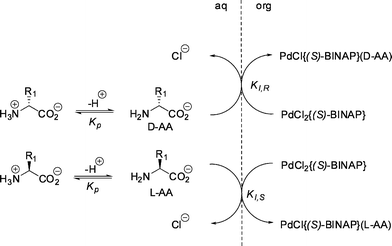 Proposed extraction model for amino acid extraction by palladium BINAP complexes.74 © 2009 ACS.