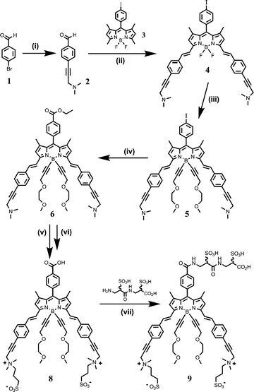 
            Reagents and conditions: (i) 1-dimethylamino-2-propyne, benzene, triethylamine, [Pd(PPh3)4] (6 mol%), 60 °C, quant. yield; (ii) cmpds 2 (2.2 equiv.) and 3 (1 equiv.), toluene, piperidine, 140 °C, dryness, 22%; (iii) 3-(2-methoxyethoxy)-1-propyne, EtMgBr, anhydrous THF, 60 °C; then cmpd 4 in anhydrous THF, 60 °C, 70%; (iv) EtOH, TEA, CO flux 1 atm, 60 °C, [Pd(PPh3)2Cl2] (10 mol%), quant. yield; (v) 1,3-propanesultone (10 equiv.), C2H2Cl2, 60 °C, 60%; (vi) EtOH, NaOH (10 equiv.), rt, then pH 7.0 adjusted with 2% aq. HCl; (vii) TSTU (7.4 equiv.), DIEA (4.0 equiv.), NMP, rt, 1h; then (α-sulfo-β-alanine)2 (9.0 equiv.) in 0.24 M aq. NaHCO3, pH 8.2, 4 °C, overnight, 47%.