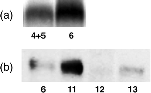 (a) Photoaffinity labelling and chemiluminescence detection of MTJG by a stepwise approach using 4 with 5 or the BArL approach using 6. (b) Chemiluminescence detection of labeled MTJG using 6, 11, 12 and 13.