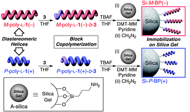 Schematic illustration of the helix-sense-selective living block copolymerization of 3 using diastereomeric left-handed M-poly-l-1(−) and right-handed P-poly-l-1(+) as the macroinitiators obtained by acetone fractionation of the as-prepared poly-l-1 and immobilization of the resulting block copolymers on silica gel through amidation reaction (Si-M-BP(−) and Si-P-BP(+)).