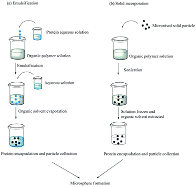 Encapsulation of therapeutic protein into polymeric particles by (a) emulsification and (b) solid incorporation method.