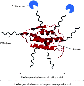 Effect of polymer conjugation on protein properties.