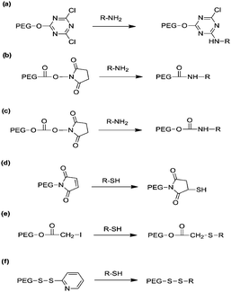 Functional PEGs for the modification of lysine (a–c) and cysteine (d–f) residues of proteins. (a) Dichlorotriazine, (b) succinimidyl succinate, (c) succinimidyl carbonate, (d) maleimide, (e) iodoacetamide, and (f) pyridyl disulfide. R denotes protein.