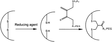 Site specific PEGylation of a disulfide bond via a PEG monosulfone linker.68