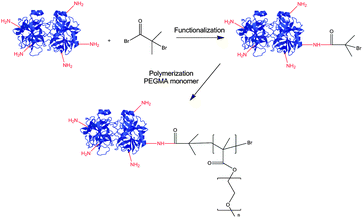 Functionalisation of chymotrypsin by an ATRP initiator and subsequent PEGMA polymerisation.
