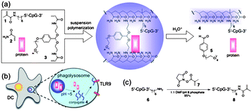 Acid-labile particles (a) degrade to release their protein payload and a polymer–CpG conjugate, which can interact with TLR9 (b). Synthesis of macromonomer 8 from 3′ amine-functionalized oligonucleotide 6 (c). Reprinted with permission from ref. 115.