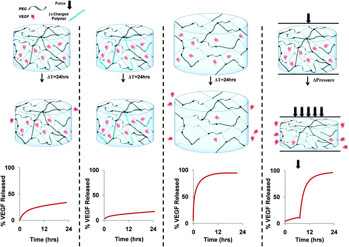 Schematic representation of the network properties that control protein release from hydrogels. A) The small mesh size of highly crosslinked hydrogel networks decreases protein diffusivity (De) and slows protein release out of the hydrogel network. B) Electrostatic attraction between the hydrogel network and encapsulated proteins decreases protein De and slows protein release out of the hydrogel network. C) The larger mesh size of lightly crosslinked hydrogel networks has less of a pronounced attenuation of protein De in hydrogel networks than highly crosslinked hydrogels. D) Mechanical strain increases the hydrogel's internal fluid pressure, produces fluid exclusion, and induces protein release from hydrogel networks.