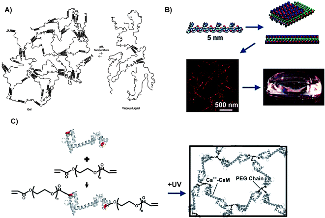 Schematic representations of conformation changing polymers and their assembly into hydrogels. A) Schematic representation of coiled-coil peptides that self-assemble to form crosslinks in dynamic hydrogels.23 B) Schematic representation a peptide that self-assembles to form β-sheets, fibrils, and ultimately branched hydrogel networks.24 C) Schematic representation of mutant CaM(T34C, T110C) undergoing a Michael-type addition reaction with PEGDA to form PEG-CaM-PEG conjugates that can be photocrosslinked to form hydrogel networks.25