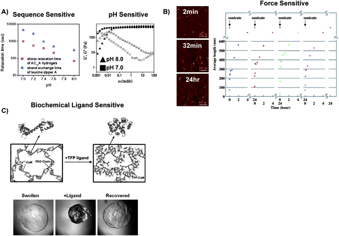 Results of studies that characterized how polymer conformational changes affect hydrogel network dynamics. A) The stress relaxation time of AC10A coiled-coil-crosslinked hydrogels was 3–4 times greater than the strand exchange time of leucine zipper A coiled-coils in solution, which indicated that the AC10A peptide formed extensive “loops” rather than “bridges.” This result was attributed to their peptide sequence which permitted intramolecular interactions (Left). Dynamic moduli (G′ open symbols, G′′ closed symbols) of AC10A peptide coiled-coil crosslinked hydrogels at pH 7.0 (■) and pH 8.0(▲) demonstrated the pH sensitivity of coiled-coil-crosslinks (Right). B) After exposure to sonic forces, RAD16 peptide fibrils elongated and formed networks over time (Left), and repeatedly self-assembled to form hydrogel networks after cycles of exposure to ultrasonic forces (Right).106 C) Schematic representation of CaM's ligand-induced conformational change in a hydrogel network (Top)25 and photomicrographs of a CaM-based hydrogel that underwent a reversible volume change in response to a specific biochemical ligand (Bottom).96