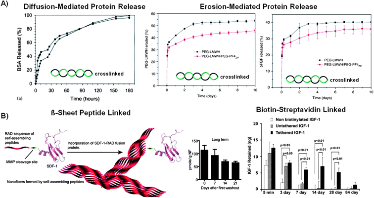 Influence of polymer conformational change dynamics on protein release from helix-crosslinked and β-sheet derived hydrogels. A) In the absence of specific interactions, proteins released primarily via a diffusion-mediated mechanism from 31 helix-crosslinked PLA-PEO-PLA hydrogels (Left),18 and primarily via an erosion-mediated mechanism when bFGF interacted specifically with heparin in a coiled-coil-crosslinked hydrogel (Right).44 B) The protein release rate from β-sheet derived hydrogels was slowed by linking the protein to the hydrogel network. Linker domains were conjugated to therapeutic proteins by genetically engineering the proteins with a β-sheet forming peptide linker (Left) or biotin-streptavidin interactions (Right).126,127