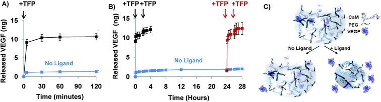 The VEGF release rate from dynamic, protein-based hydrogels was triggered by their ligand-induced conformational change. A) TFP induced an 8-fold increase in the release rate of VEGF from CaM-based hydrogels. B) The timing of VEGF release from CaM-based hydrogels was modulated by varying the timing of the TFP “trigger”. C) Schematic representation of protein release from dynamic hydrogels in which a protein conformational change induced hydrogel volume decreases, fluid exclusion, and protein release.96