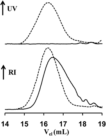 SEC chromatograms obtained with a UV detector at 254 nm (top) and a refractive index detector (bottom) of the alkene chain-end functionalized poly(n-butyl acrylate) (full curve) and the product after the thiol–ene coupling with benzyl mercaptan (dashed curve).