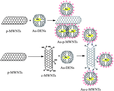 Schematic representation of attachment of dendrimer-encapsulated Aunanoparticles on the surface of pristine or oxidized MWNTs.46