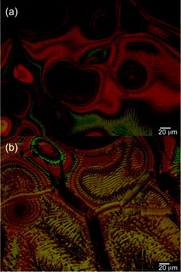 
            POM images of Elyte-1 (Table 1) at an intermediate state of photo-induced transition from a cholesteric to an isotropic phase under UV irradiation.