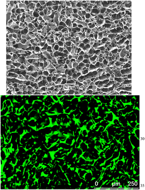 Images from SEM (top) and CLSM (bottom) showing the pore structure of a cryostructured material from polyacrylamide. The image in the top is a gel after critical point drying and the bottom is the gel in wet state after dyeing with FITC (fluorescein isothiocyanate, isomer I). The CLSM image shows that the polyacrylamide gel exhibits the macroporous structure in the wet state which is observed in the SEM. Please note the difference in scale bar between the two images. Figure reproduced with permission from ref. 12.