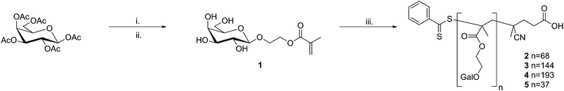 Synthesis of the mono- and polyvalent ligands studied. Reaction conditions: i. 2-hydroxyethyl methacrylate, BF3·Et2O, DCM, sonication; ii. damp MeOH, K2CO3; iii. (4-cyanopentanoic acid)-4-dithiobenzoate, 4,4′-azo(4-cyanopentanoic acid), water/EtOH, 70 °C.