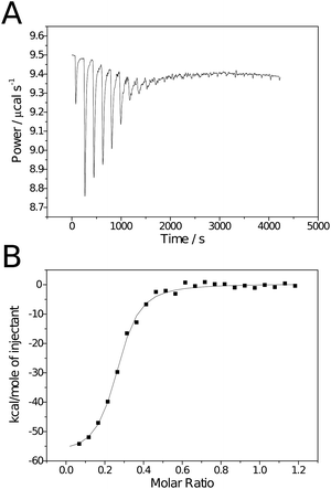 Raw (A) and processed (B) isotherms for the binding of polymeric ligand 3 to RCA120.