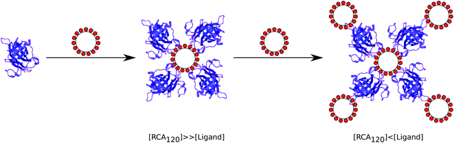 Schematic of the possible binding mechanism between RCA120 and polyvalent galacotsides.