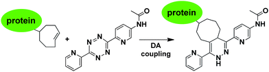 Functionalization of protein with tetrazole-based diene via inverse-electron demand Diels–Alder reaction.