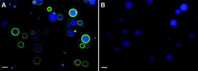 
          Fluorescence microscopy images showing FITC–NeutrAvidin interactions with microscale emulsion droplets containing either 50 mol% biotin–K55(rac-L)20 or 100 mol% unmodified K55(rac-L)20. (A) Fluorescence microscopy overlay image of biotinylated droplets after addition of FITC–NeutrAvidin followed by centrifugation and resuspension. Surfactant composition: 0.5 mM biotin–K55(rac-L)20 + 0.5 mM K55(rac-L)20; oil phase: 10 cSt PDMS containing 50 mM pyrene; ϕ = 0.20; emulsification: handheld homogenizer for 30 seconds. (B) Fluorescence microscopy overlay image of non-biotinylated droplets after addition of FITC–NeutrAvidin followed by centrifugation and resuspension. Surfactant composition: 1.0 mM K55(rac-L)20; oil phase: 10 cSt PDMS containing 50 mM pyrene; ϕ = 0.20; emulsification: handheld homogenizer for 30 seconds. Blue = pyrene, green = FITC–NeutrAvidin. Droplets were diluted approximately tenfold prior to imaging. Scale bar = 20 μm.