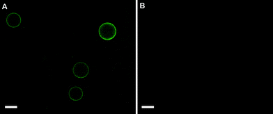
          Fluorescence microscopy images showing FITC–PEG–biotin interactions with microscale biotinylated emulsion droplets with or without bound NeutrAvidin. (A) Fluorescence microscopy image of NeutrAvidin coated biotinylated droplets after addition of FITC–PEG–biotin followed by centrifugation and resuspension. (B) Fluorescence image of biotinylated droplets without NeutrAvidin after addition of FITC–PEG–biotin followed by centrifugation and resuspension. Surfactant composition of both emulsions: 0.5 mM biotin–K55(rac-L)20 + 0.5 mM K55(rac-L)20; oil phase: 10 cSt PDMS; ϕ = 0.20; emulsification: handheld homogenizer for 30 seconds. Green = FITC–PEG–biotin. Droplets were diluted approximately tenfold prior to imaging. Scale bar = 20 μm.
