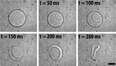 Polymersome disruption by illuminating with UV light. A fraction of the polymeric building blocks is functionalized with azobenzene moieties. Illumination with light induced a conformational change, disrupting the polymersome and releasing its content.106