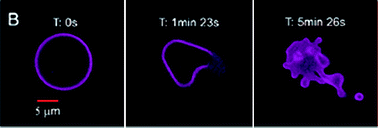 Polymersomes loaded with enzymes in the lumen and porphyrins in the membrane respond to light by a morphology change and eventually release of content.107