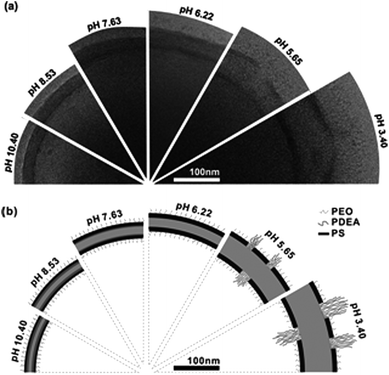 Reversible change of the PEG-b-PS-b-PDEAMA membrane upon pH change. (A) Cryo-TEM images of the vesicle wall structure at several pH values. (B) Schematic illustration of the presumed membrane structure at corresponding pH values.91