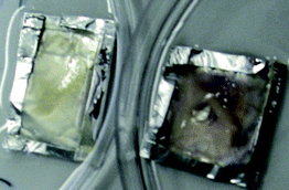 The colour change of substrate solution BCIP-T/NBT, left is the control with no enzyme and antibody immobilized and right is the fibres after incubation with HRP, primary and secondary antibodies.