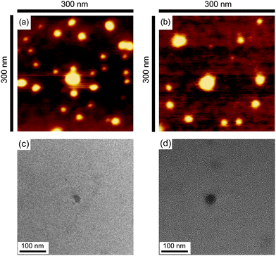 
          AFM images of micelles with the linear (a) and cyclic (b) block copolymers, and TEM images of micelles with the linear (c) and cyclic (d) block copolymers.