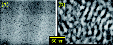 Scanning transmission electron microscopic (STEM) images of (a) SPE-1 (IEC = 2.0 meq g−1) and (b) B-SPE-2 (IEC = 1.62 meq g−1) membranes stained with lead ions.