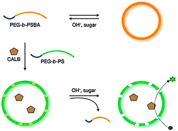 Proposed formation of vesicles with a permeable membrane. CALB (Candida AntarcticaLipase B) is incorporated into vesicles formed upon co-assembly of poly(ethylene glycol)-b-poly(styrene boronic acid) (PEG-b-PSBA) and PEG-b-PS in water. Addition of sugars leads to release of PEG-b-PSBA, which results in formation of permeable vesicles allowing substrates to enter and products to exit. Note that the PEG segments (blue) forming the outer layers of the vesicles are omitted in the schematic drawings. (Reproduced with permission from ref. 14. Copyright 2009 Wiley-VCH Verlag GmbH & Co. KGaA.)