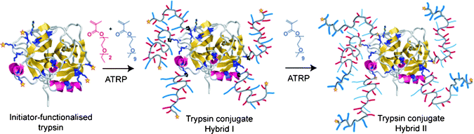 Design criteria of trypsin conjugates with a statistical responsive co-polymer hybrid (trypsin–Hybrid I) and a triblock (trypsin Hybrid II).