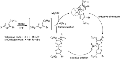 Polymerization mechanism according to McCullough and Yokozawa routes.